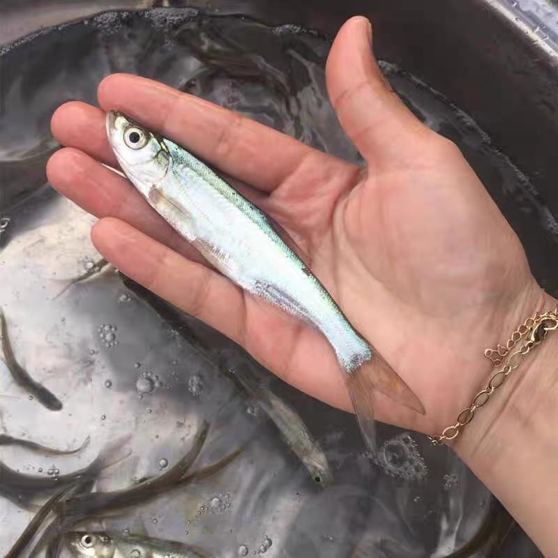 翘嘴鱼苗正宗米翘鱼苗路亚鱼种现货鲜活批发渔场直发