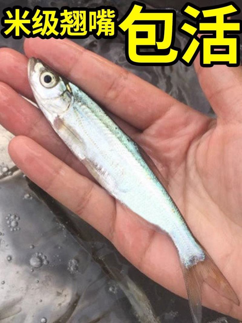 翘嘴鱼苗正宗米翘鱼苗路亚鱼种现货鲜活批发渔场直发