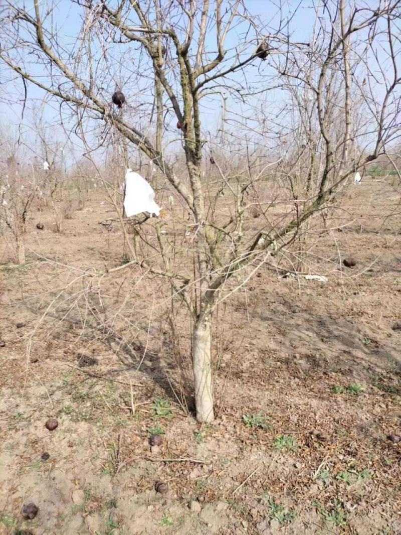 突尼斯软籽石榴树规格齐全品质保证价格面谈