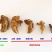 蝉蜕符合药典标准水洗