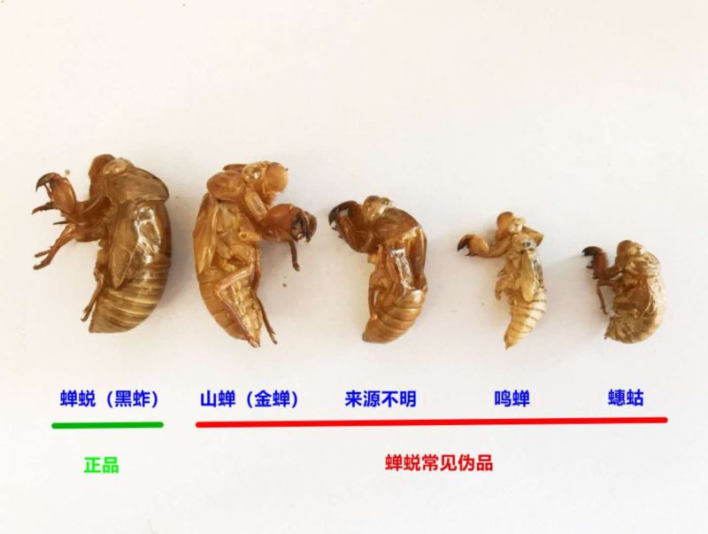蝉蜕符合药典标准水洗