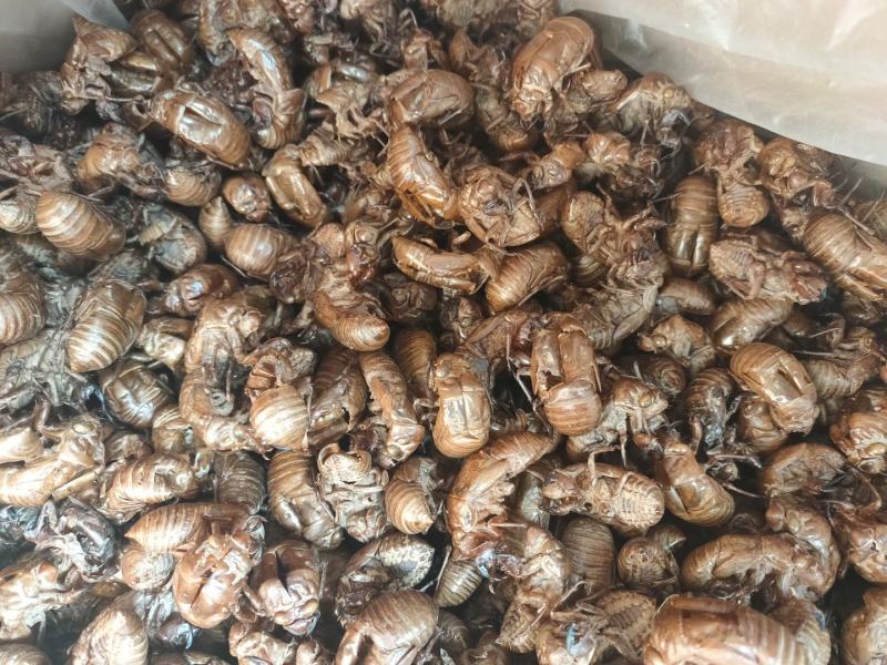 蝉蜕符合药典标准水洗