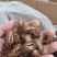 蝉蜕符合药典标准水洗