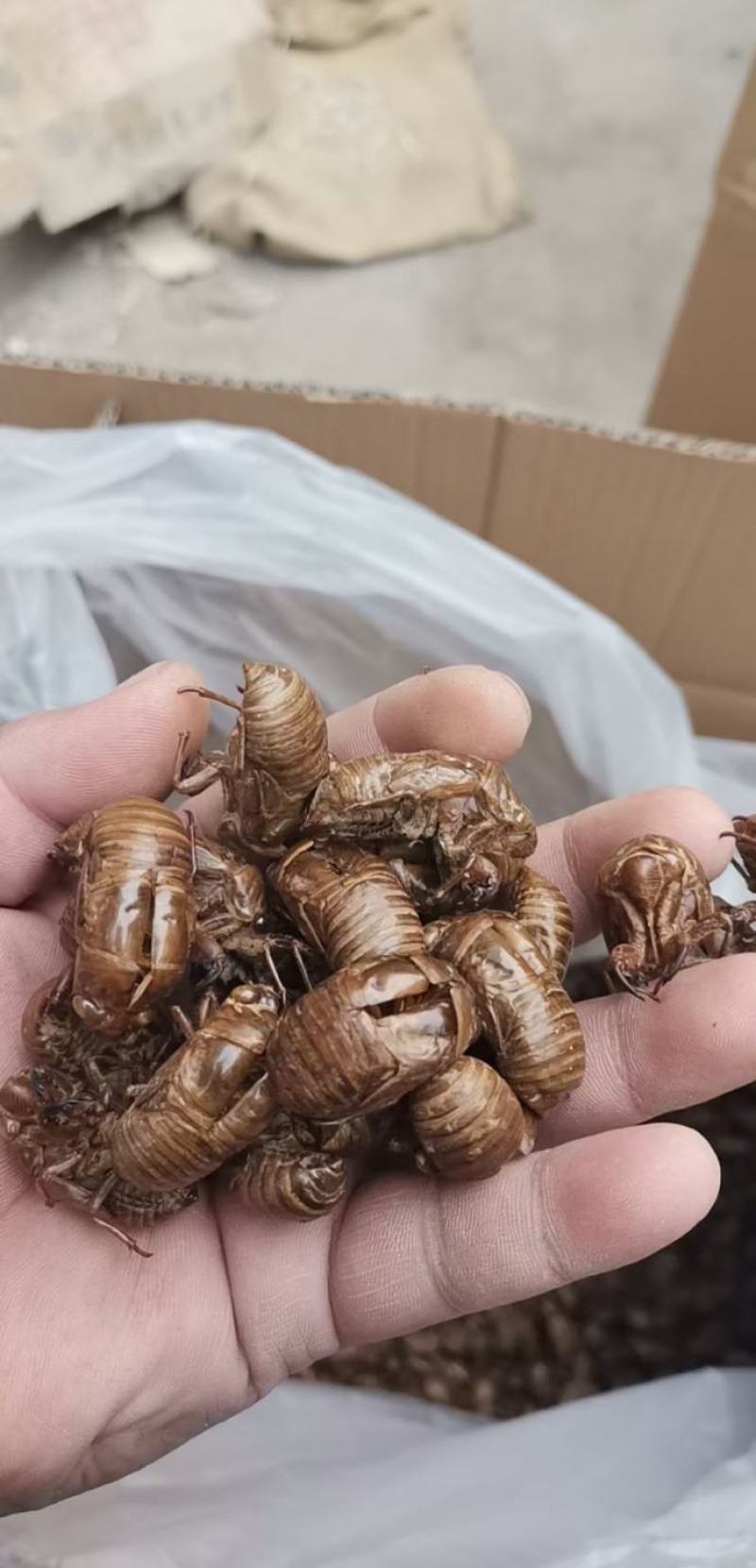 蝉蜕符合药典标准水洗
