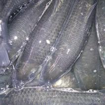 青鱼，养殖基地出售各种规格青鱼质量好价格优。