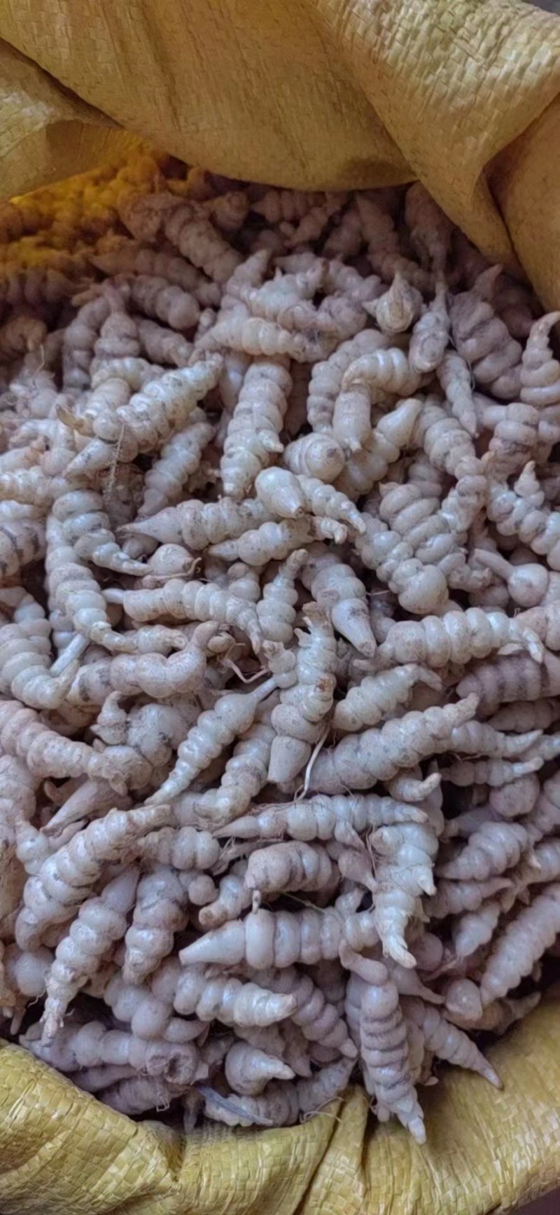 甘露子宝塔菜地环