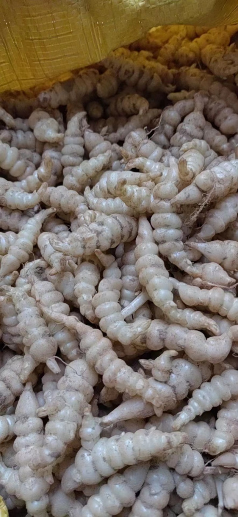 甘露子宝塔菜地环