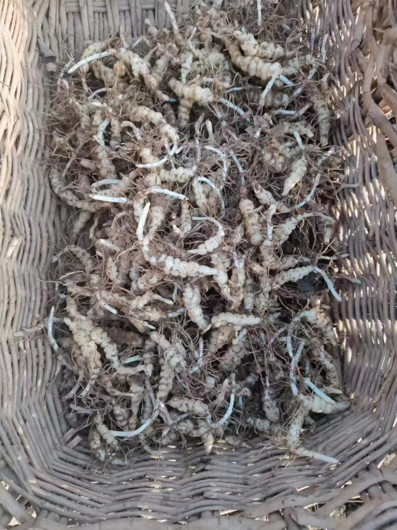 甘露子宝塔菜地环