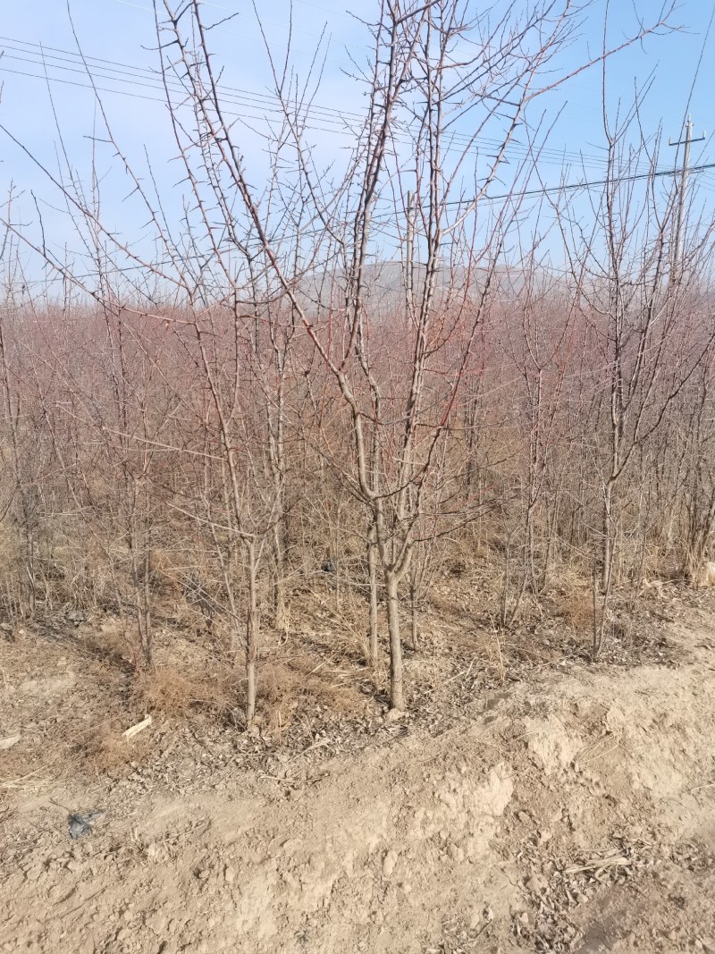 山杏树苗杏树苗甘肃山杏各种规格齐全