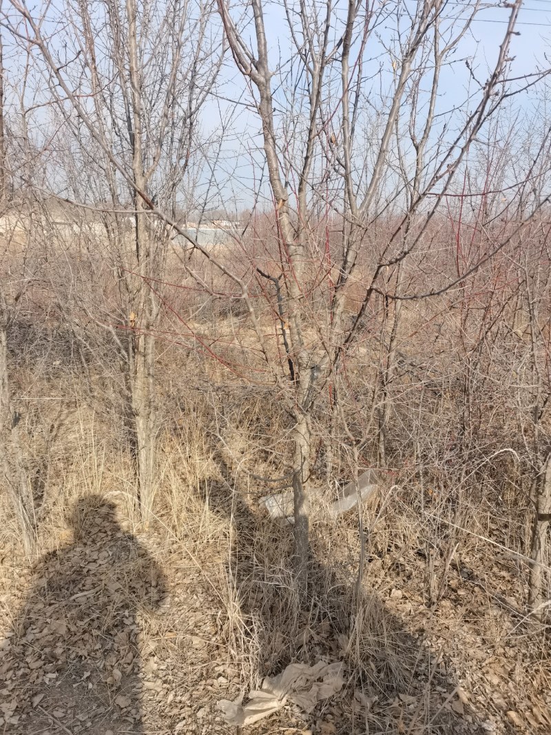 山杏树苗杏树苗甘肃山杏各种规格齐全