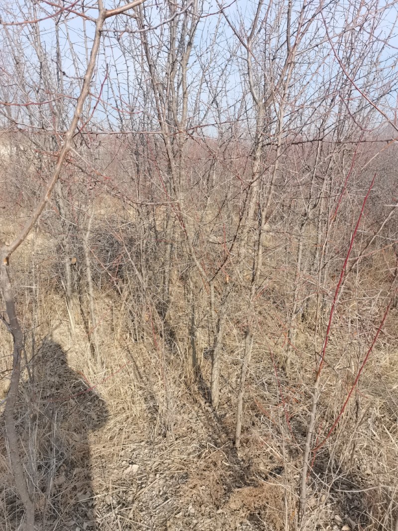山杏树苗杏树苗甘肃山杏各种规格齐全