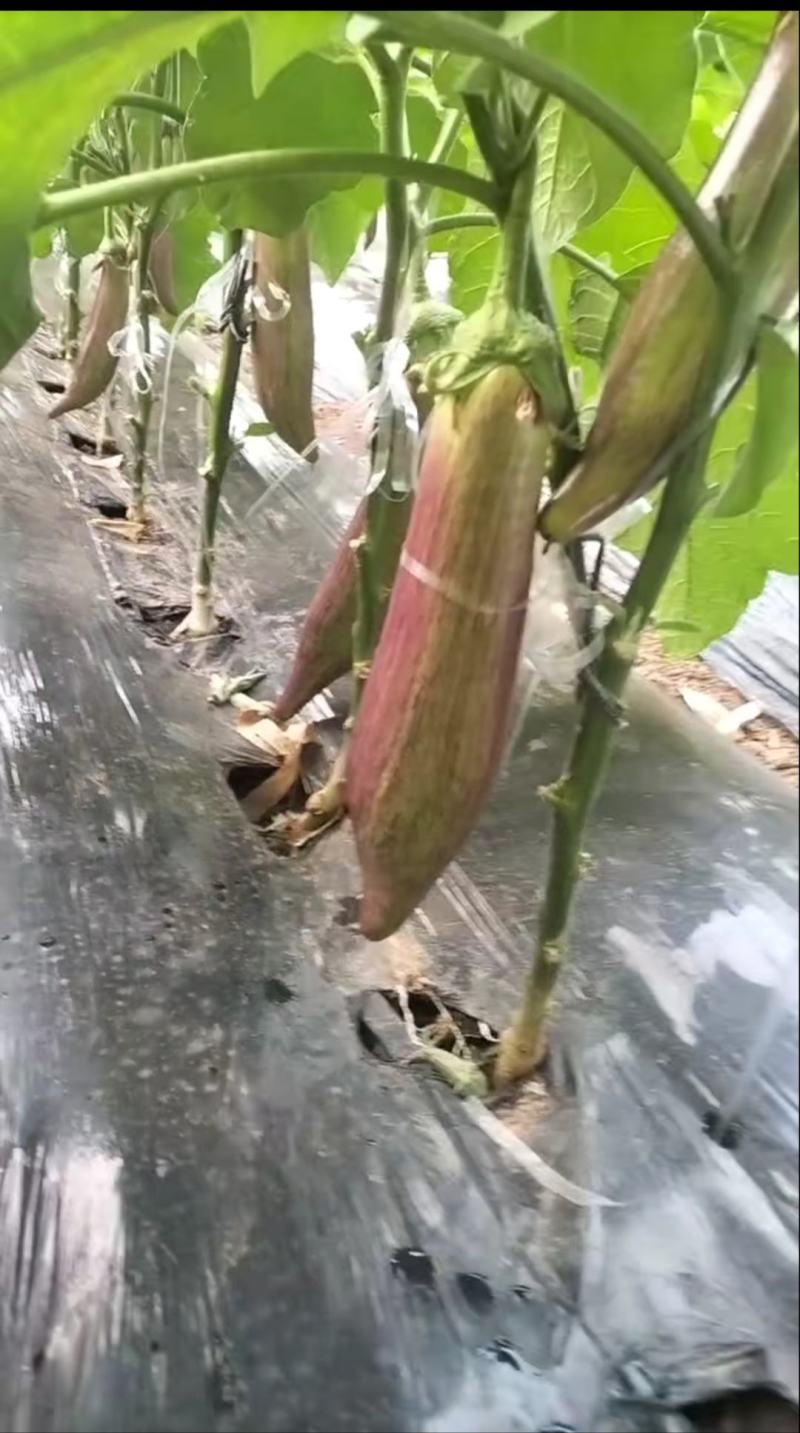 北镇蔬菜产地