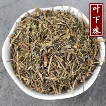 叶下珠叶下珍珠草干货农副产品不满意可退换货