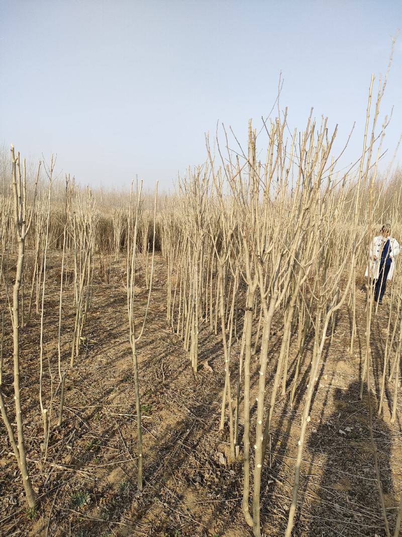 清地处理1-2公分木槿15000棵2-4公分4000棵