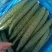 夏邑县黄瓜大量上市，质量好，价格优，欢迎全国客商前来采购