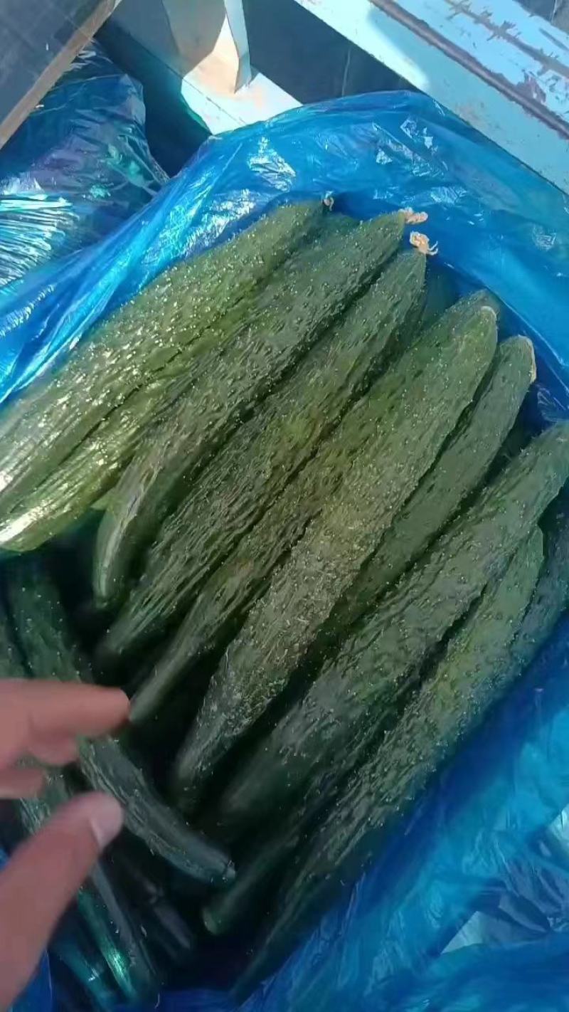夏邑县黄瓜大量上市，质量好，价格优，欢迎全国客商前来采购