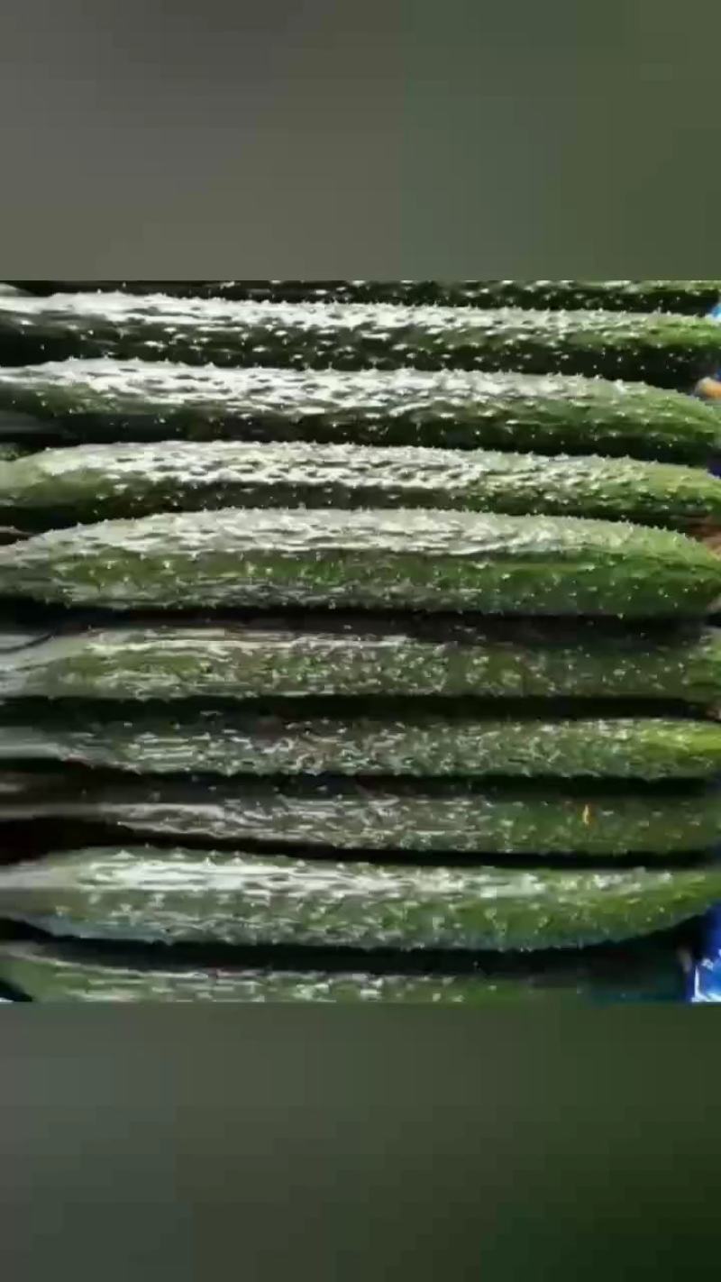 夏邑县黄瓜大量上市，质量好，价格优，欢迎全国客商前来采购