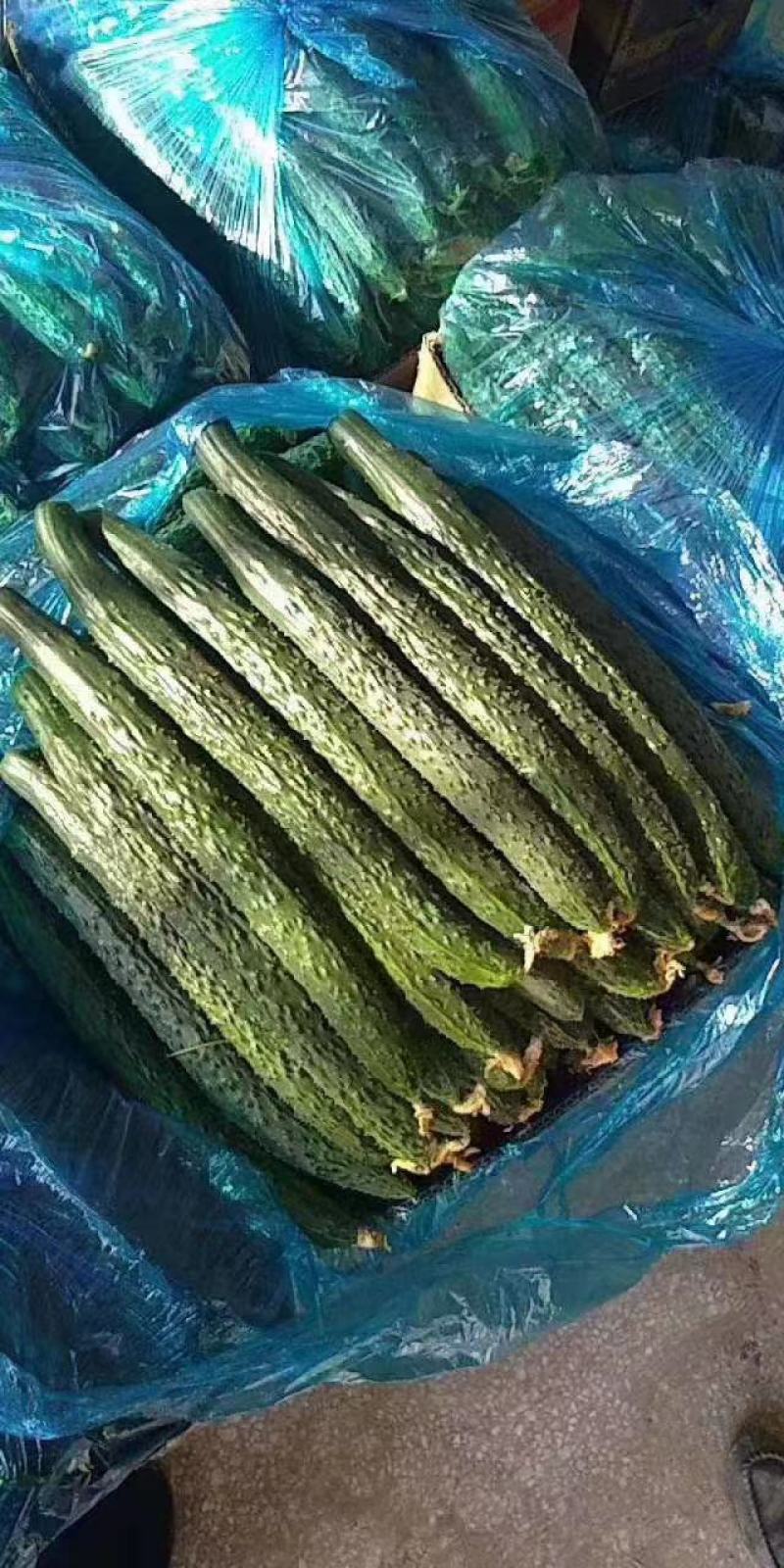 夏邑县黄瓜大量上市，质量好，价格优，欢迎全国客商前来采购