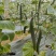 夏邑县黄瓜大量上市，质量好，价格优，欢迎全国客商前来采购