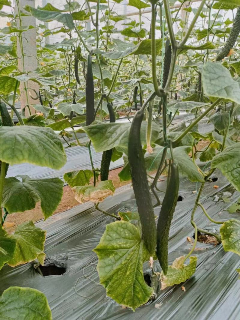 夏邑县黄瓜大量上市，质量好，价格优，欢迎全国客商前来采购