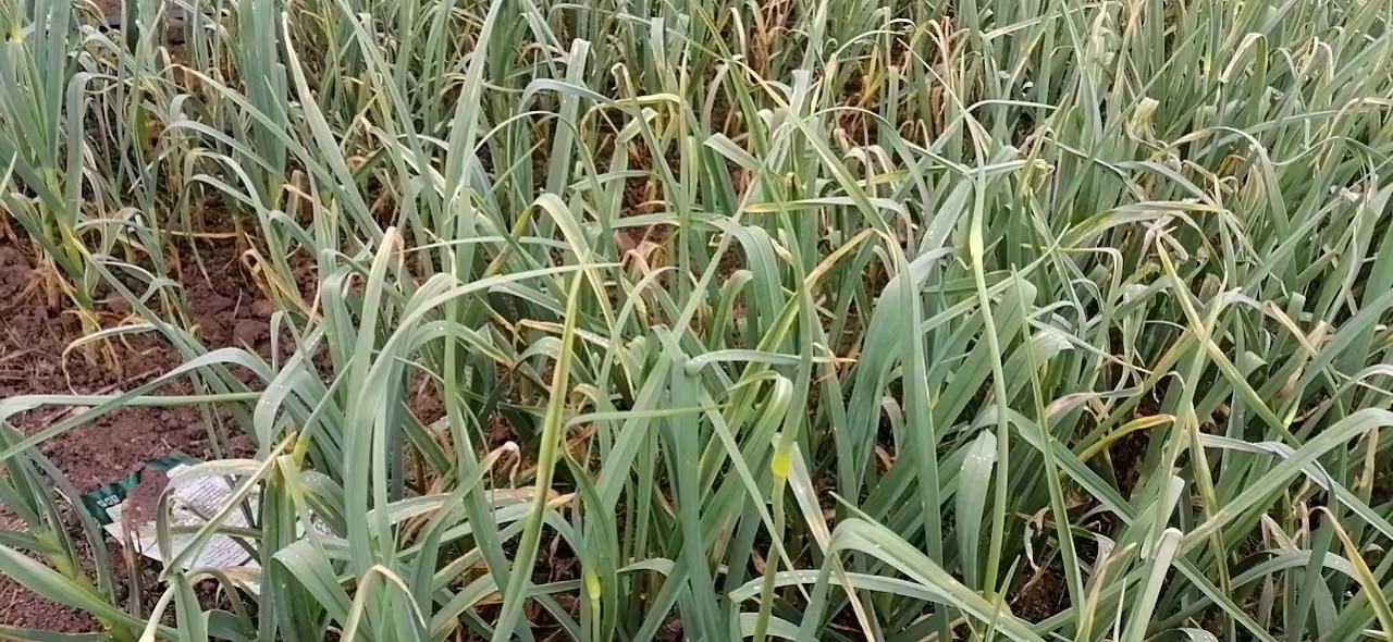 展示白菜抽薹初期的田间表现,植株中央出现细长花茎 白菜抽薹现象