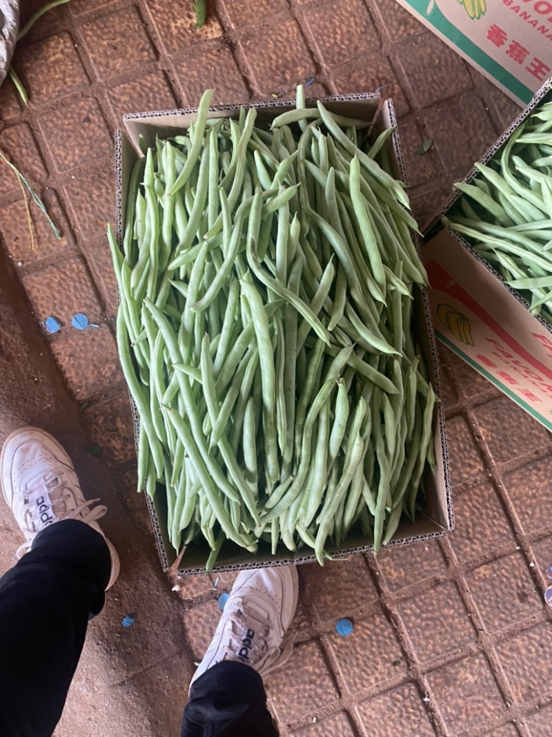 湛江蔬菜、四季豆、量大质优、货源充足、可视频看货