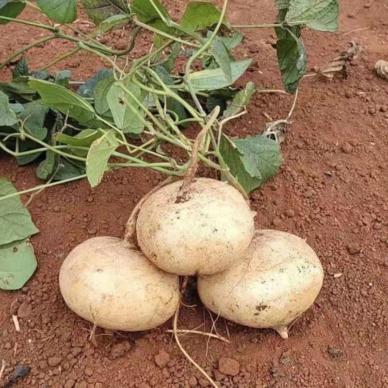 湛江蔬菜、凉薯、量大质优、货源充足、可视频看货