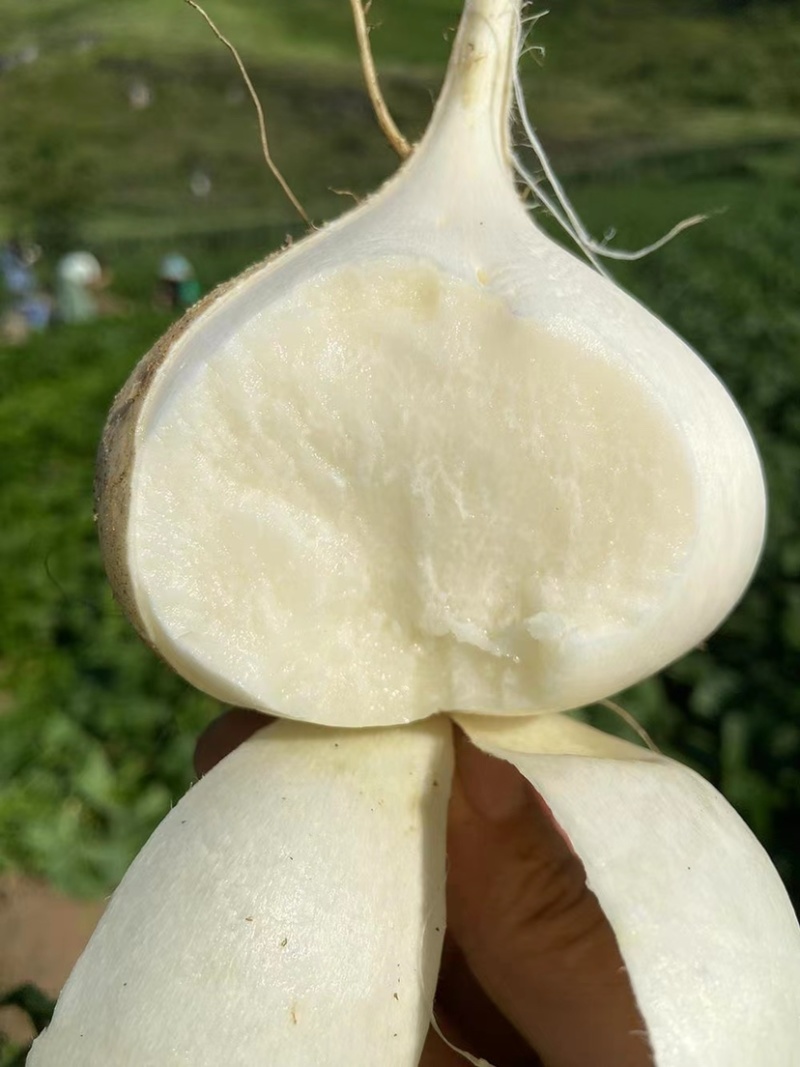 湛江蔬菜、凉薯、量大质优、货源充足、可视频看货