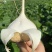 湛江蔬菜、凉薯、量大质优、货源充足、可视频看货