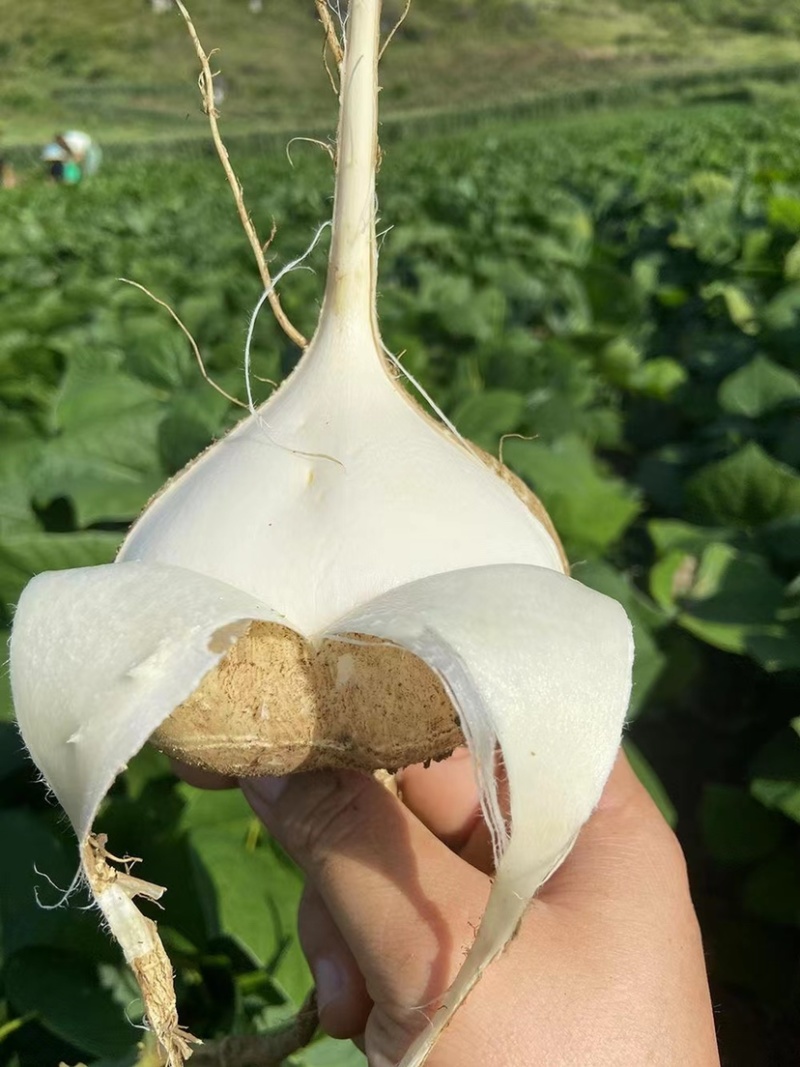 湛江蔬菜、凉薯、量大质优、货源充足、可视频看货