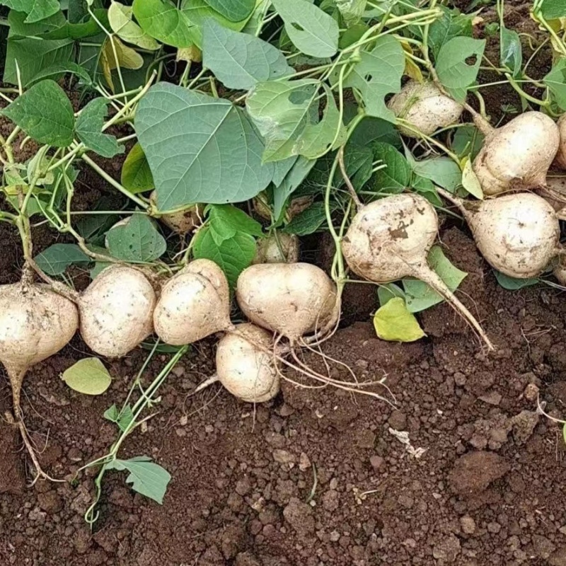 湛江蔬菜、凉薯、量大质优、货源充足、可视频看货