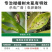 生农稳挡高氯·吡丙醚高效氯氰菊酯吡丙醚柑橘木虱