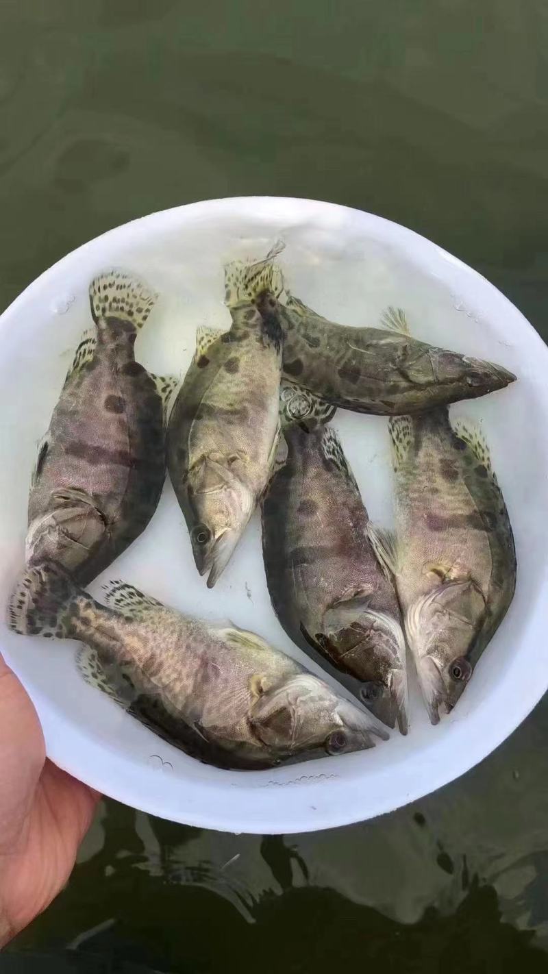 桂花鱼苗，热门品种，鳜鱼肉嫩刺少味美，送货上门技术指导