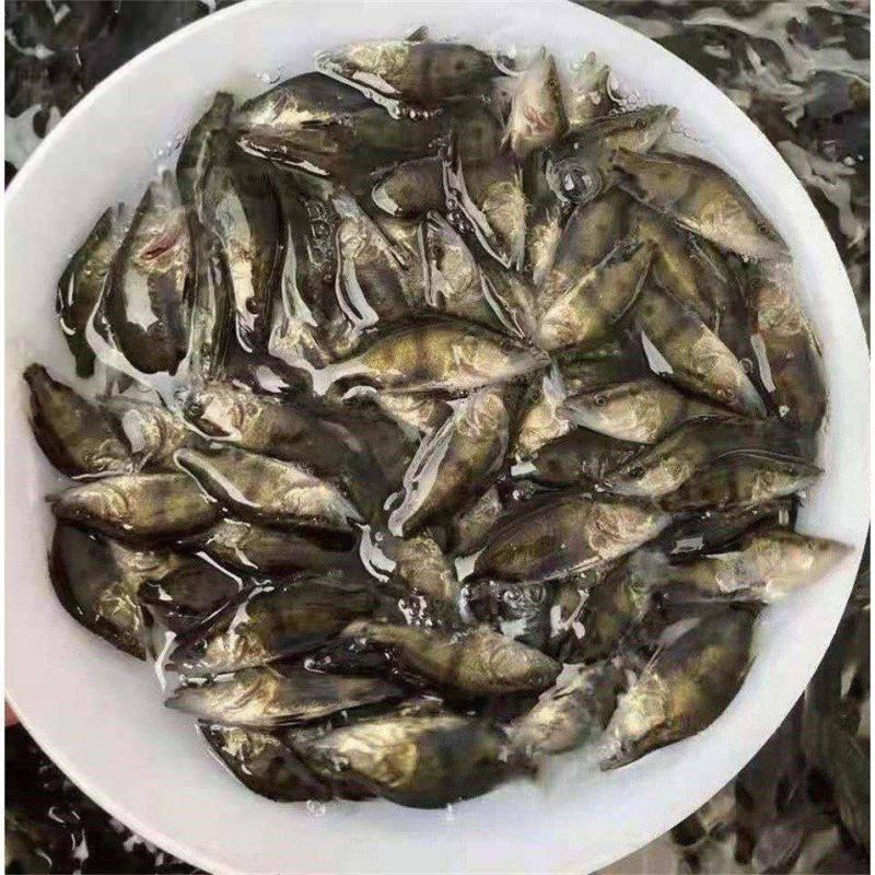 桂花鱼苗，热门品种，鳜鱼肉嫩刺少味美，送货上门技术指导