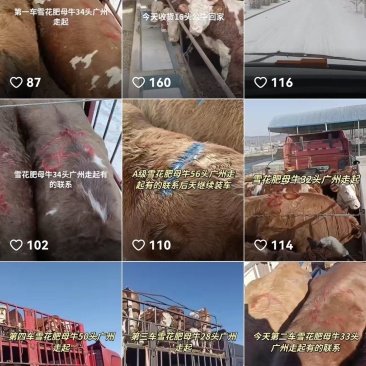牛，肥牛，屠宰牛，西门塔尔犊牛，订单模式，长期合作
