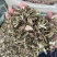 中药材正品龙葵野生新货干龙葵草干货天茄子正品批发