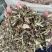 中药材正品龙葵野生新货干龙葵草干货天茄子正品批发