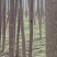 泡桐苗