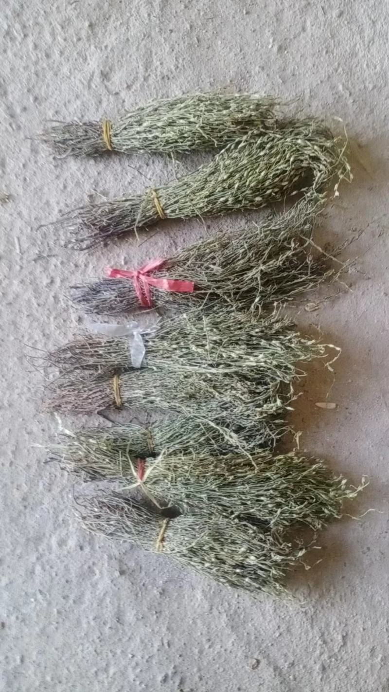 野生独脚金，一手货源，今年的新货，两三天可以收一吨