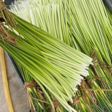 白帽蒜苔即将大量上市，产地直发，代收代存，