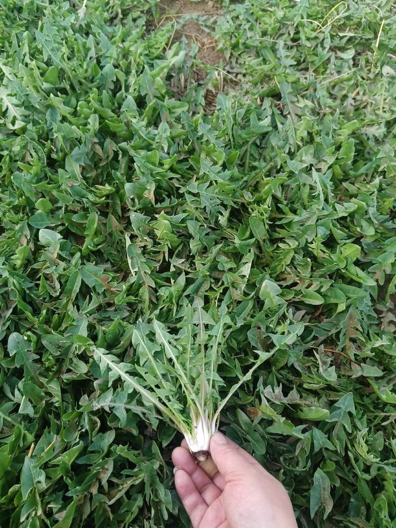 新鲜蒲公英