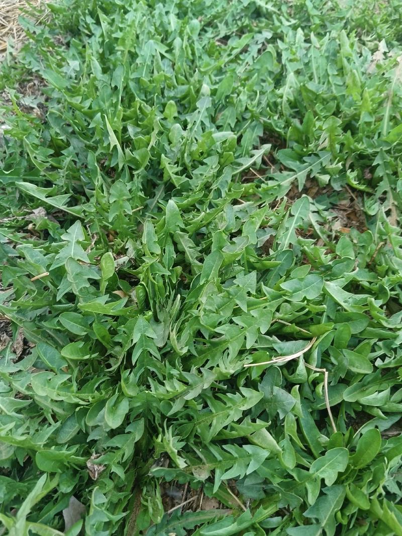 新鲜蒲公英
