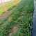 新鲜蒲公英