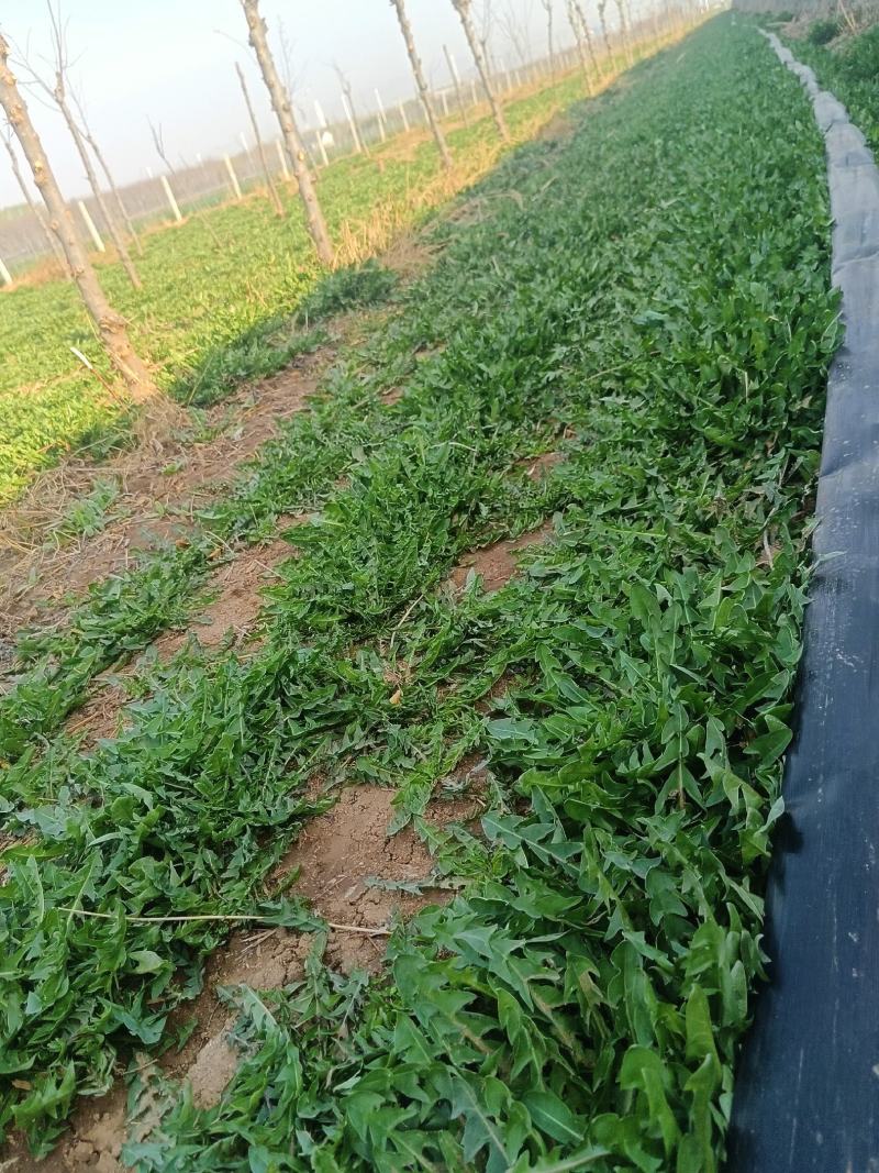 新鲜蒲公英