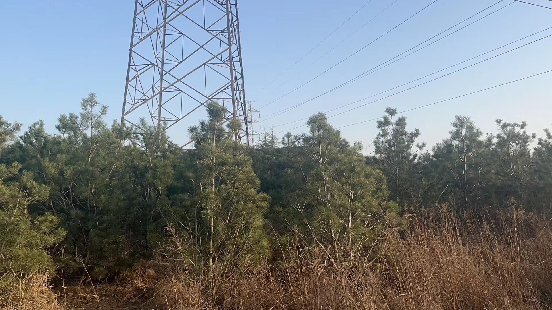 白皮松在山地环境中生长