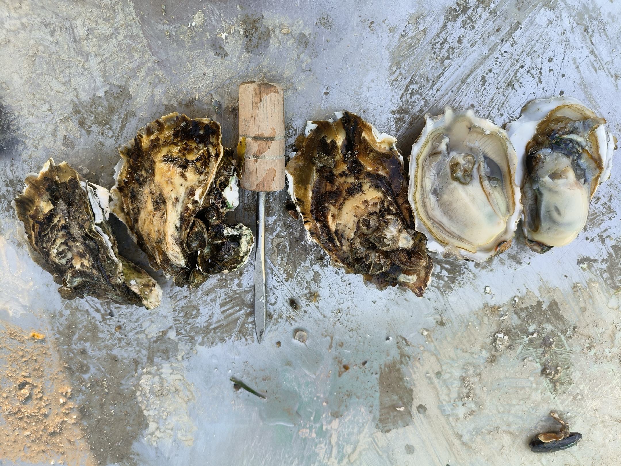 生蚝与豆浆搭配示意图