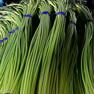 湖北荆门白帽蒜薹产地直发一手货源批发品质保证价格美丽