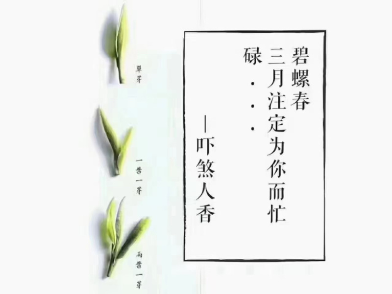 苏州东山碧螺春