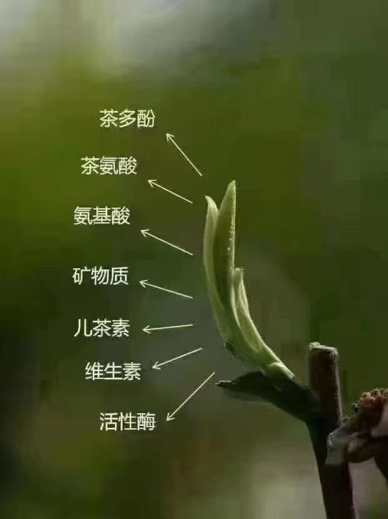 苏州东山碧螺春