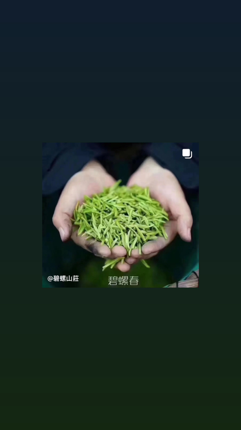 苏州东山碧螺春